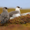 Chaluha prizivna - Stercorarius parasiticus - Arctic Skua 1784